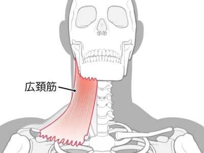 広頚筋解剖図