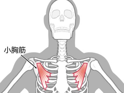 小胸筋解剖図